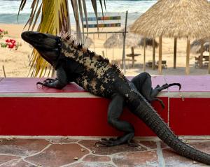Beachfront Paradise Boutique Hotel - Alebrijes Jacuzzi Suits