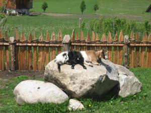 Appartements Färberhof