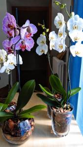 Guglielmo rooms B&B