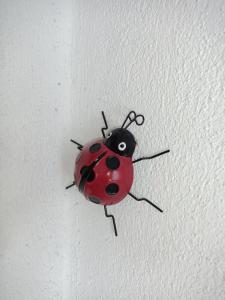 LadyBird and Turtle
