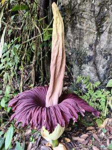 Jungle Trekking & Jungle Tour only stay here if you are and you must booking jungle trekking with us