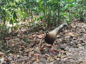 Jungle Trekking & Jungle Tour only stay here if you are and you must booking jungle trekking with us