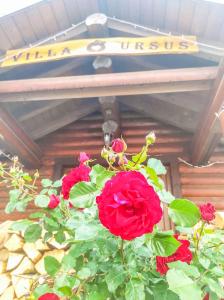 House Villa Ursus