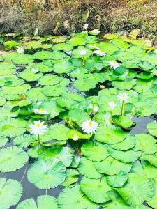 Water Bamboo House & Durian Villa FarmStay