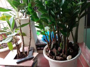 Homestay Mùa Thu Hà Nội TC6