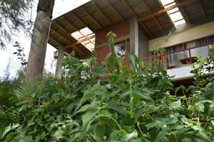 Camphor Mountain View