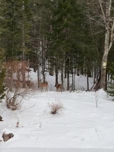 Chalet Le Merlot