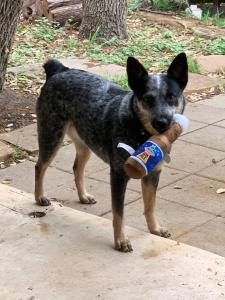 Pet Friendly New Braunfels Retreat Near Guadalupe River and Gruene With King Bed and Great WiFi