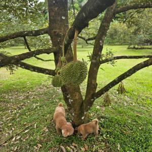 Water Bamboo House & Durian Villa FarmStay