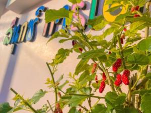 The Linux Garden Hotel (City Amphur Muang Yala)