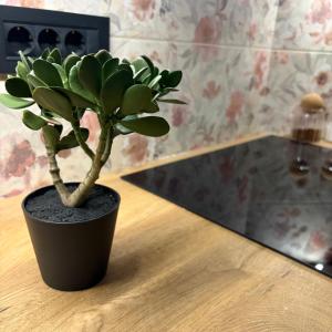 Apartman Teodora