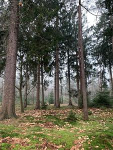 Huisje DeLiLa - Opladen aan de rand van het bos