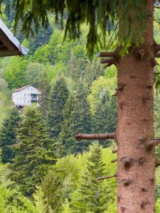 Iepurasul Sinaia