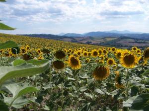 Ostra Villa - Sleeps 8 - Pool - Garden - Parking