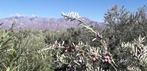 El Cortijo Tinogasta