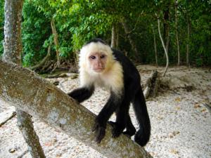 Starlink Jungle Retreat Eco Living Fast WiFi
