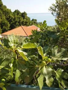 Zoro Apartments - Ðenaši