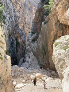 Ortensia img61