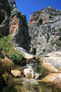 Orchidea img77