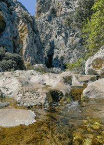 Orchidea img72
