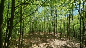 Secret Sanctuary Brad