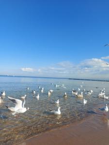 Apartament 103 z widokiem na morze Diune Hotel & Resort