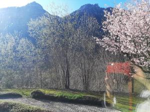 Alpenschwänchen Luxus - Mozartschwänchen