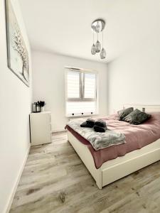 Apartament Tosia