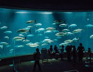 Bears House Tokyo