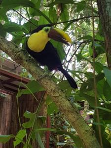 Jungle Spirit Treehouse