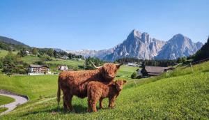 Pilgram Farm Lodges Dolomites