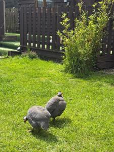 Four Seasons Mini Zoo Country Retreat with Wood Fuel Hot Tub close to kington Market Town