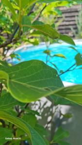 Dacha Pool and Grill