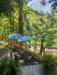 ForRest Peace Forest แม่กำปอง
