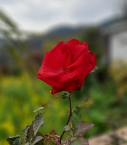 Ghattetar farm stay