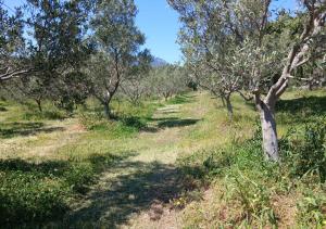 Jacuzzi e Panoramic View Sa Domitta Olbia img28