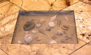 Comfy & Cosy Apartment