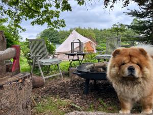 Cozy Garden Glamping