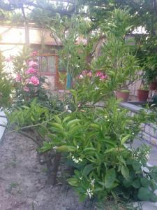 Villa Budi