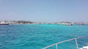 Il riccio di mare