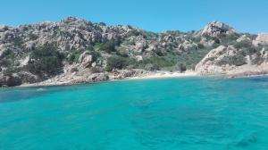 Il riccio di mare img19