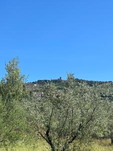 La Terrazza degli Ulivi - Cortona View
