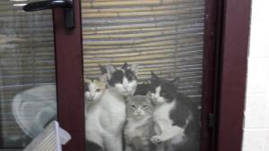 Agriturismo Pedru Caddu img66