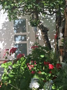 Bouganvillea