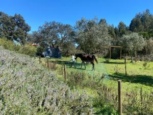 Suite no campo