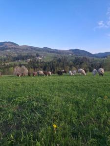 Bukhouse Carpathians