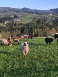 Bukhouse Carpathians