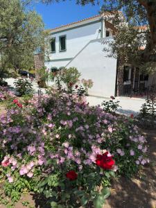 Elea Houses