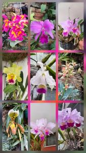Casa Café & Orquídea - Hospedaje