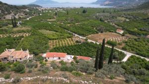 Olive Hill